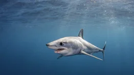 ¡En video! Pescadores capturan este tiburón de gran tamaño cerca de la orilla en las costas de Puerto Cumarebo