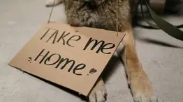 jornada-adopción-gratuita-mascotas