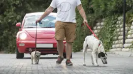 El momento que le cambió la vida: por este motivos el ICE detiene a un joven hispano cuando paseaba a su perro en Los Ángeles