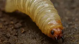 Texas en alerta: el gusano barrenador amenaza millones de empleos agrícolas en Estados Unidos