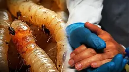 Detectan el primer caso humano del parásito comecarne en EEUU: esto es lo qué hace