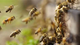 Impactante ataque de abejas: 13 trabajadores heridos en Táchira