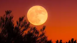 "Luna de maíz": conozca cuándo será visible el fenómeno en el cielo de EEUU