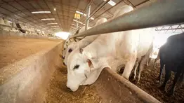 El gusano barrenador en Texas: descubre la increíble arma secreta contra esta terrible plaga