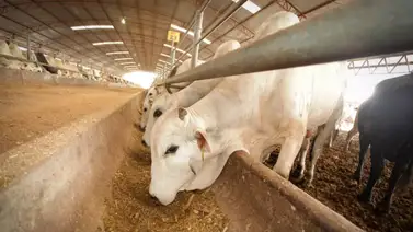 El gusano barrenador en Texas: descubre la increíble arma secreta contra esta terrible plaga El gusano barrenador en Texas: descubre la increíble arma secreta contra esta terrible plaga