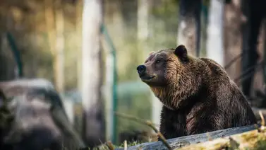 ataque-osos-florida ataque-osos-florida