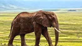 Imprudencia en la India: turista es aplastado por un elefante al intentar tomarse una selfie