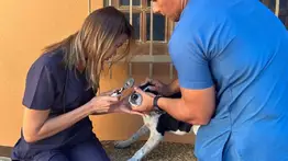 Nueva jornada de atención veterinaria gratuita en Guatire: fecha, horario y ubicación