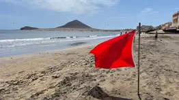 Playas cerradas: presencia de este animal venenoso obliga a las autoridades a tomar medidas