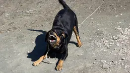 ¡Florida en shock! Perro rottweiler ataca a niña de dos años: este es el dramático parte médico