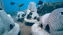 Resting Reef illinois mundo tropical