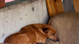 Hallan 21 perros muertos en un refugio para mascotas: detienen a los propietarios del establecimiento