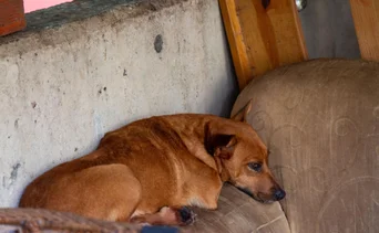 Hallan 21 perros muertos en un refugio para mascotas: detienen a los propietarios del establecimiento