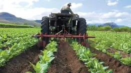 Conoce CrediAgro: la herramienta digital que permite a productores agrícolas acceder a financiamiento