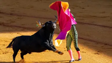 Tragedia en Portugal: fallece joven torero y reaviva el debate sobre la tauromaquia Tragedia en Portugal: fallece joven torero y reaviva el debate sobre la tauromaquia