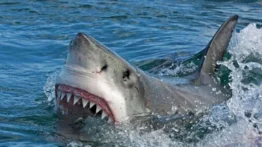 Ataques de tiburones en EE.UU.: nueve playas de un mismo estado concentran la mayoría de los incidentes
