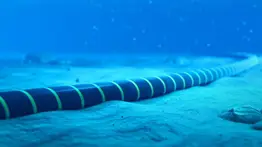 Atención usuarios de Cantv: anuncian nuevo cable submarino para mejorar la velocidad de internet