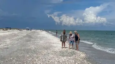 Hallazgo del cerdo marino: extraña criatura que asustó a los bañistas de Florida pero que cumple una función clave Hallazgo del cerdo marino: extraña criatura que asustó a los bañistas de Florida pero que cumple una función clave