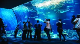 Museos en Chicago: días con entrada gratis la primera semana de agosto