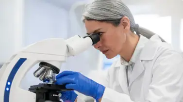 Científicos identifican cómo el organismo organiza su defensa dentro de los tumores: células contra el cáncer Científicos identifican cómo el organismo organiza su defensa dentro de los tumores: células contra el cáncer