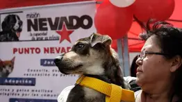 Misión Nevado ofrece jornada de vacunación gratis este domingo en Caracas: ubicación y horario 
