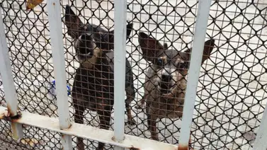 URGENTE | Misión Nevado de Los Corales está colapsado de perros y gatos: requisitos para adoptar URGENTE | Misión Nevado de Los Corales está colapsado de perros y gatos: requisitos para adoptar
