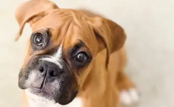 Alerta por salmonela en comida de perros: Autoridades retiran este producto  en 11 estados de EEUU