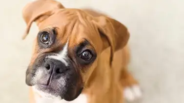 Alerta por salmonela en comida de perros: Autoridades retiran este producto en 11 estados de EEUU Alerta por salmonela en comida de perros: Autoridades retiran este producto en 11 estados de EEUU