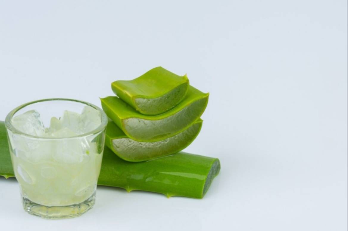 ¿Quieres hidratar tú piel? Conoce cuál es la planta rica en vitaminas que lo hace posible ¿Quieres hidratar tú piel? Conoce cuál es la planta rica en vitaminas que lo hace posible