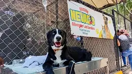 Mascotas rescatadas tras terremotos del 24 de junio: Misión Nevado insta a la adopción responsable