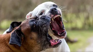 Adulto mayor muere tras ser atacado por dos perros que cuidaba: revelan detalles del incidente Adulto mayor muere tras ser atacado por dos perros que cuidaba: revelan detalles del incidente