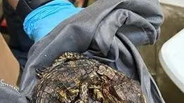 Desmantelan operación de tráfico de reptiles exóticos: así atravesaban la frontera de EEUU