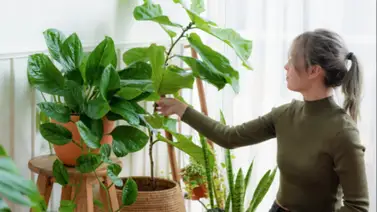 Botiquín verde en casa: ingredientes de la cocina para nutrir y salvar tus plantas Botiquín verde en casa: ingredientes de la cocina para nutrir y salvar tus plantas