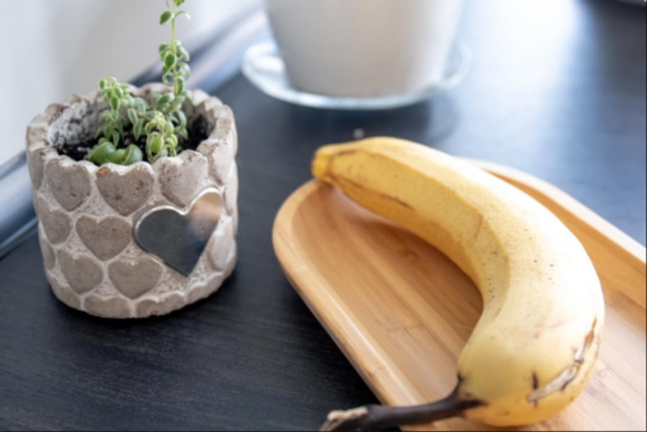 Botiquín verde en casa: ingredientes de la cocina para nutrir y salvar tus plantas
