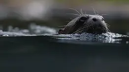 Saneamiento de cauces urbanos: reaparición de nutria en el río Bronx evidencia mejoras