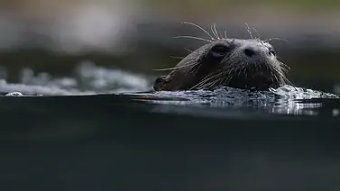 Saneamiento de cauces urbanos: reaparición de nutria en el río Bronx evidencia mejoras Saneamiento de cauces urbanos: reaparición de nutria en el río Bronx evidencia mejoras