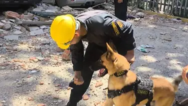 Senamecf abrió postulaciones para el curso K9 Forense: fechas, requisitos y sede de recepción Senamecf abrió postulaciones para el curso K9 Forense: fechas, requisitos y sede de recepción