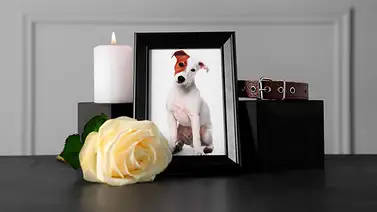 Caracas cuenta con servicios funerarios y cremación para mascotas: estos son los requisitos Caracas cuenta con servicios funerarios y cremación para mascotas: estos son los requisitos