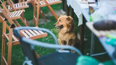 Wynwood tendrá su primer parque para perros y lo presentará con evento gratuito este 23 de agosto Wynwood tendrá su primer parque para perros y lo presentará con evento gratuito este 23 de agosto