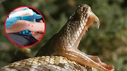 ¿Sabes qué hacer ante una mordedura de serpiente? Protección Civil revela cinco pasos clave