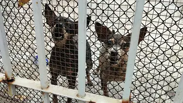 Lluvias afectaron instalaciones del Aproa en Caracas: piden ayuda para retomar atención a animales Lluvias afectaron instalaciones del Aproa en Caracas: piden ayuda para retomar atención a animales