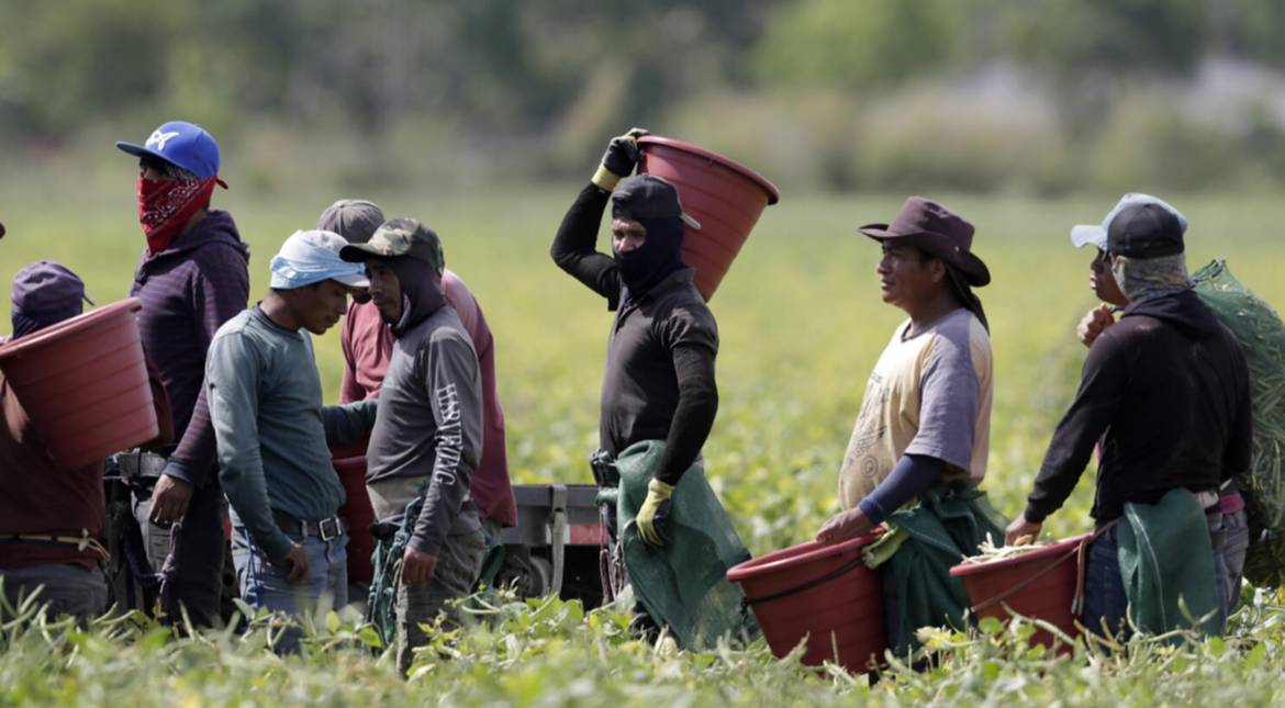 Fallo a favor de los sindicatos: ordenan restituir los sueldos a trabajadores del campo en EEUU