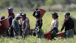 Fallo a favor de los sindicatos: ordenan restituir los sueldos a trabajadores del campo en EEUU