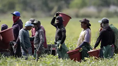 Fallo a favor de los sindicatos: ordenan restituir los sueldos a trabajadores del campo en EEUU Fallo a favor de los sindicatos: ordenan restituir los sueldos a trabajadores del campo en EEUU