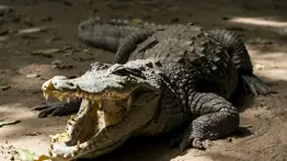 Autoridades de South Miami piden cautela a los vecinos por la presencia de cocodrilos: un perro fue devorado