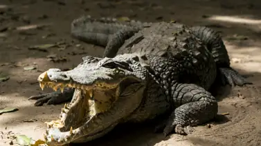 Autoridades de South Miami piden cautela a los vecinos por la presencia de cocodrilos: un perro fue devorado Autoridades de South Miami piden cautela a los vecinos por la presencia de cocodrilos: un perro fue devorado