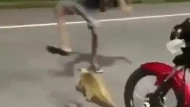 Motorizados maltrataron a un oso melero en Anzoátegui: autoridade inician investigación Motorizados maltrataron a un oso melero en Anzoátegui: autoridade inician investigación