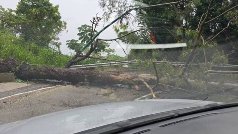 Precipitaciones en Caracas causan caída de árboles y anegaciones (+Fotos)