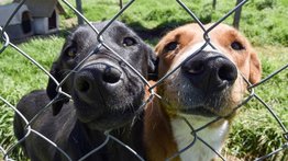 Las Vegas | Albergue ofrece hasta $200 a familias por acoger a perros 