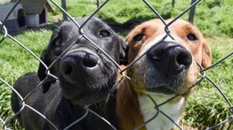 Las Vegas | Albergue ofrece hasta $200 a familias por acoger a perros 